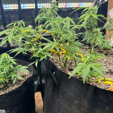 Bourbon berry lefty growlog photo: I in staked her 2 days ago
