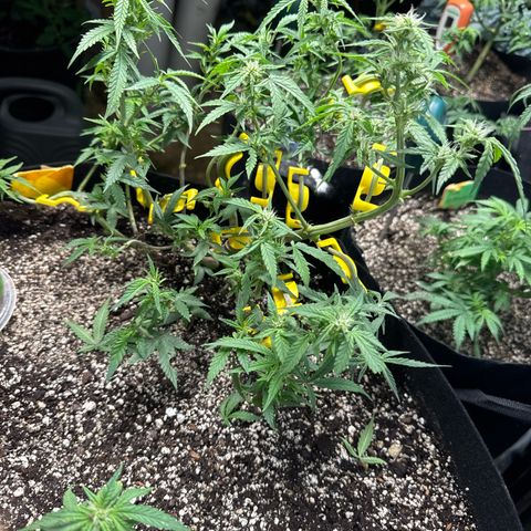 Bourbon berry lefty growlog photo: I in staked her 2 days ago