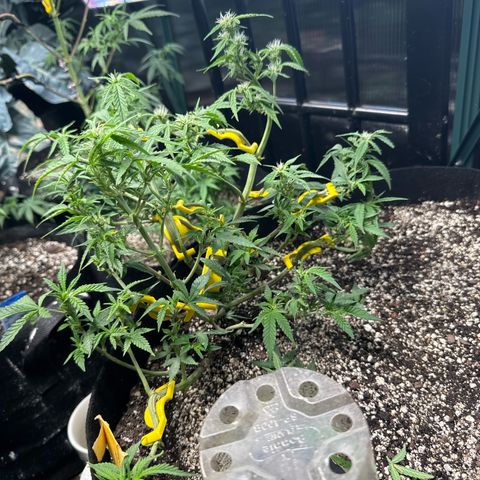 Bourbon berry lefty growlog photo: I in staked her 2 days ago