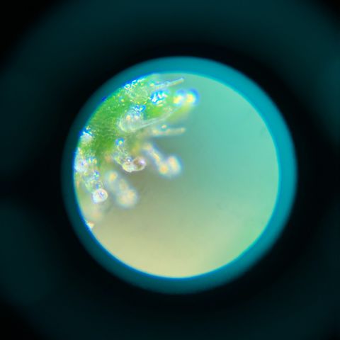 Bourbon berry righty growlog timeline photo