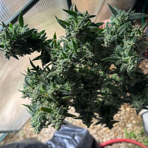 Bourbon berry righty growlog timeline photo