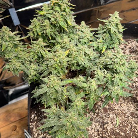 Bourbon berry righty growlog timeline photo