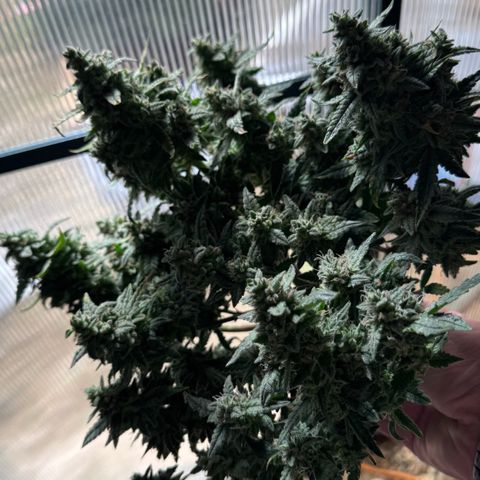 Bourbon berry righty growlog timeline photo
