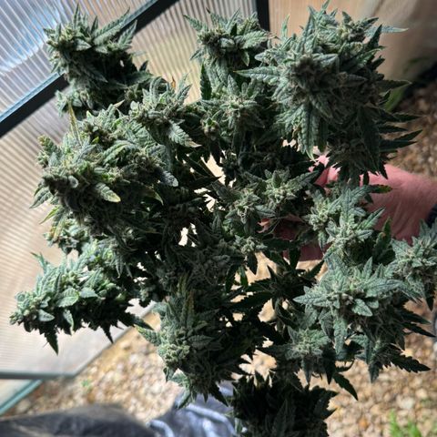 Bourbon berry righty growlog timeline photo
