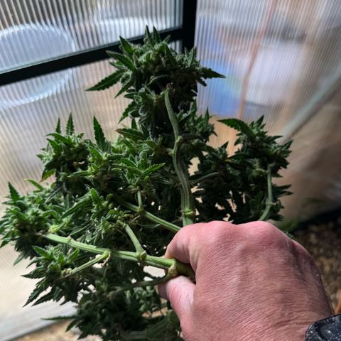 Bourbon berry righty growlog timeline photo