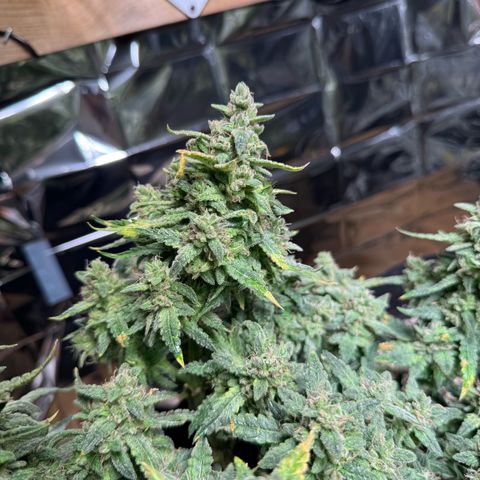 Bourbon berry righty growlog timeline photo