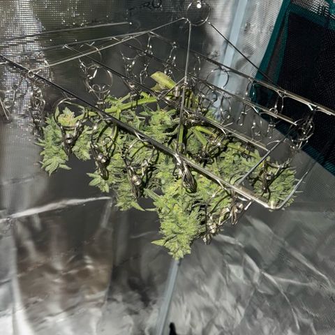 Bourbon berry righty growlog timeline photo