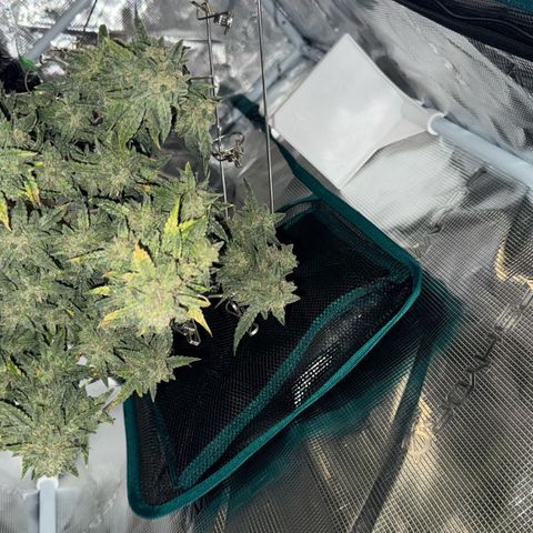 Bourbon berry righty growlog timeline photo