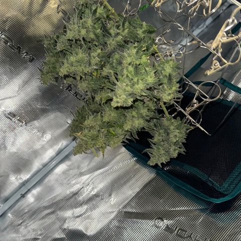 Bourbon berry righty growlog timeline photo
