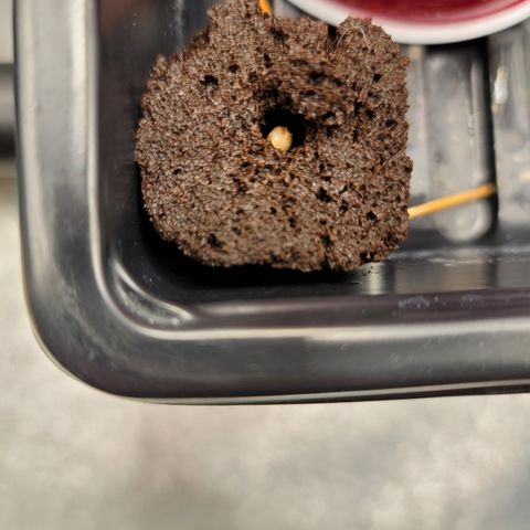 004 - Blueberry growlog photo: It's Germed, and push its head up!
