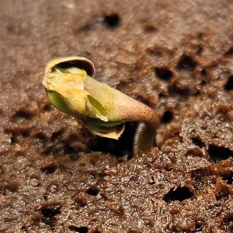 004 - Blueberry growlog timeline photo
