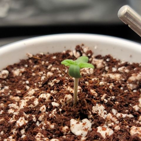 004 - Blueberry growlog timeline photo