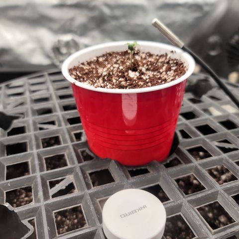 004 - Blueberry growlog photo: After transplant. Now she's not in the dome added a tray of water to raise humidity in the tent.