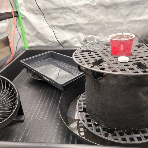 004 - Blueberry growlog photo: After transplant. Now she's not in the dome added a tray of water to raise humidity in the tent.