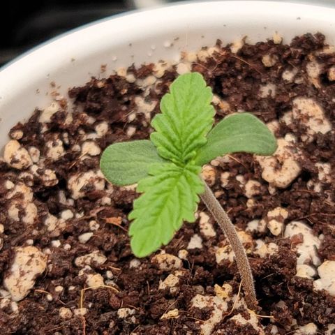 004 - Blueberry growlog timeline photo