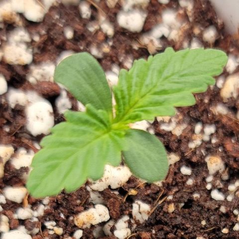 004 - Blueberry growlog timeline photo