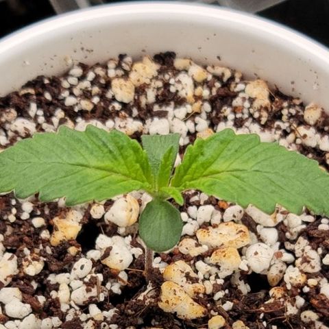 004 - Blueberry growlog timeline photo