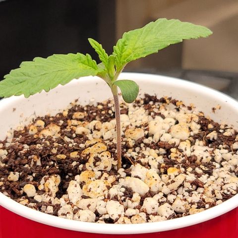 004 - Blueberry growlog timeline photo