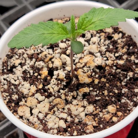 004 - Blueberry growlog photo: Second node forming