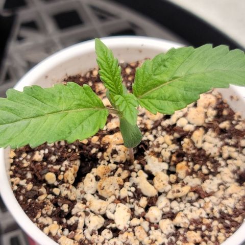 004 - Blueberry growlog timeline photo