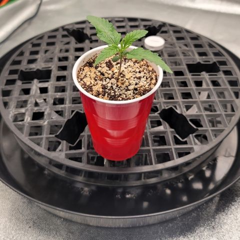004 - Blueberry growlog timeline photo