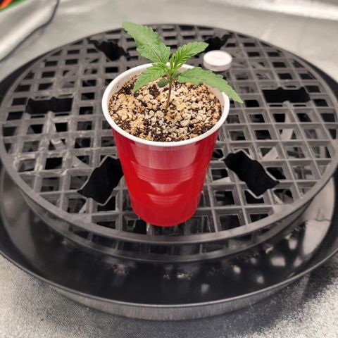 004 - Blueberry growlog timeline photo