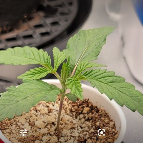 004 - Blueberry growlog timeline photo