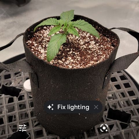 004 - Blueberry growlog timeline photo