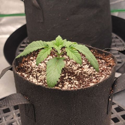 004 - Blueberry growlog timeline photo