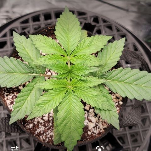 004 - Blueberry growlog timeline photo