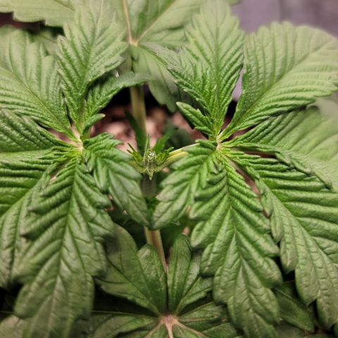 004 - Blueberry growlog timeline photo
