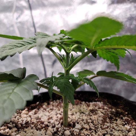 004 - Blueberry growlog photo: Before and after. Topped at forth node and removed bottom node. Leaving 3 nodes, or 6 main branches