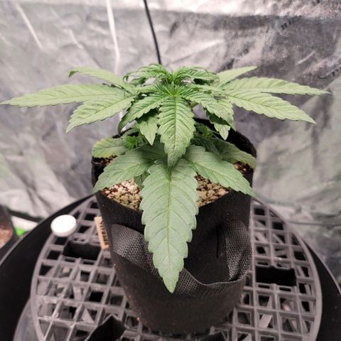 004 - Blueberry growlog photo: Before and after. Topped at forth node and removed bottom node. Leaving 3 nodes, or 6 main branches