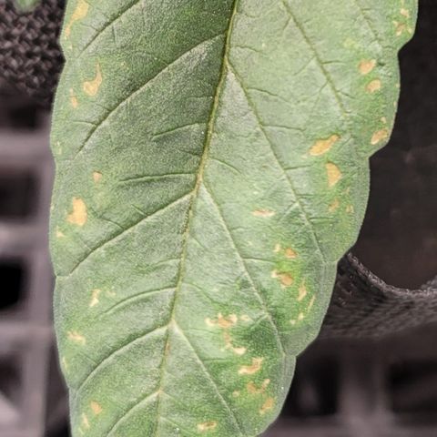 004 - Blueberry growlog photo: Pretty sure this is a Calcium deficiency.
Couple things I need to correct in next grow.
First, I need to buffer my coco using this tutorial.

https://www.cocoforcannabis.com/how-to-prepare-and-buffer-coco-coir/

That should let me lower my Calmeg usage next time to my PPM isn't to high.

Second, need to very my ph more hitting 6 and higher more often. Maybe 5.7, 6.0, 6.3.

Third I think I may have under dosed Calmeg with last week's mix. 5ml in 2 gal rather then 5ml/gallon.