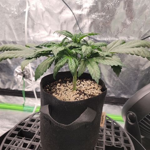004 - Blueberry growlog timeline photo