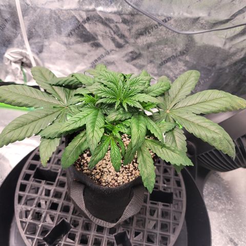 004 - Blueberry growlog timeline photo
