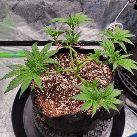 004 - Blueberry growlog timeline photo