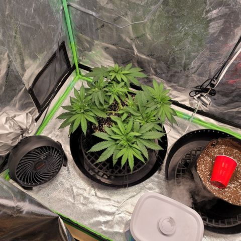 004 - Blueberry growlog timeline photo