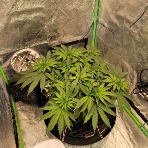 004 - Blueberry growlog timeline photo