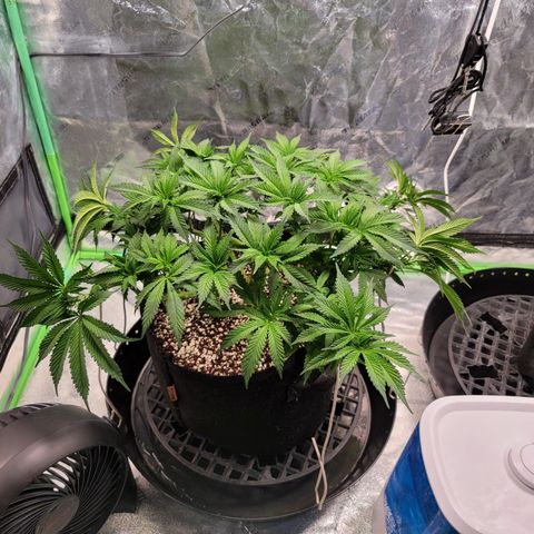 004 - Blueberry growlog timeline photo