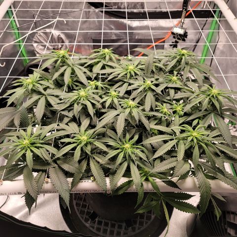004 - Blueberry growlog timeline photo