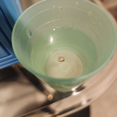 Runtz Muffin #2 growlog photo: Pull Runtz Muffin out of the fridge and let soak on a heating mat