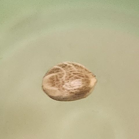 Runtz Muffin #2 growlog timeline photo