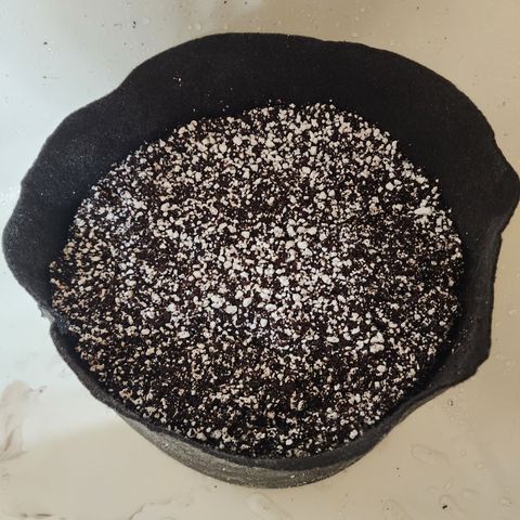 Runtz Muffin #2 growlog photo: About 4 gallons of 50/50 Coco/perlite mix