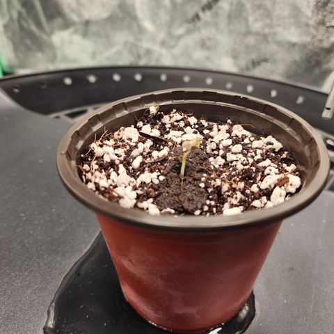 Runtz Muffin #2 growlog timeline photo