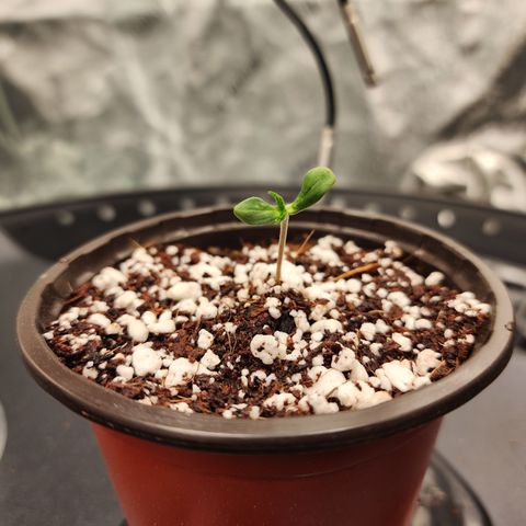 Runtz Muffin #2 growlog photo: She was stretching a bit.

Removed the seed shell

Added some coco to counter the stretch and lowered the light to from 36 to 34 inches