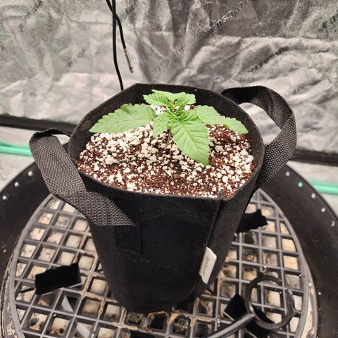 Runtz Muffin #2 growlog timeline photo