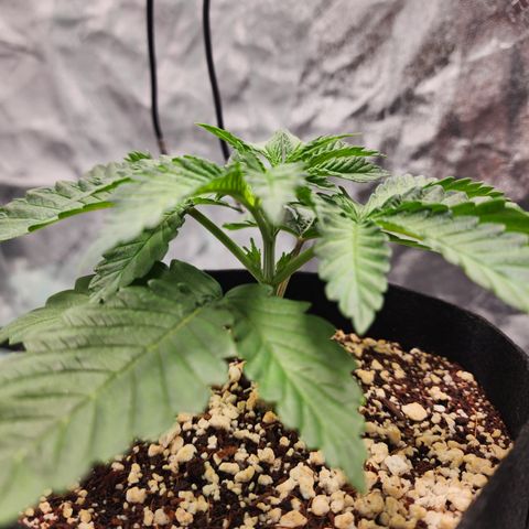 Runtz Muffin #2 growlog photo: Before and after Topping