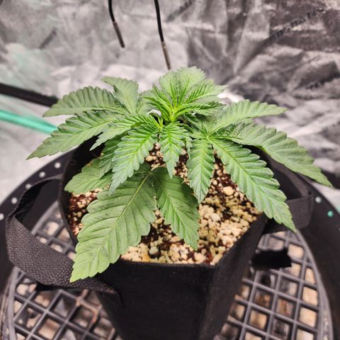 Runtz Muffin #2 growlog photo: Before and after Topping