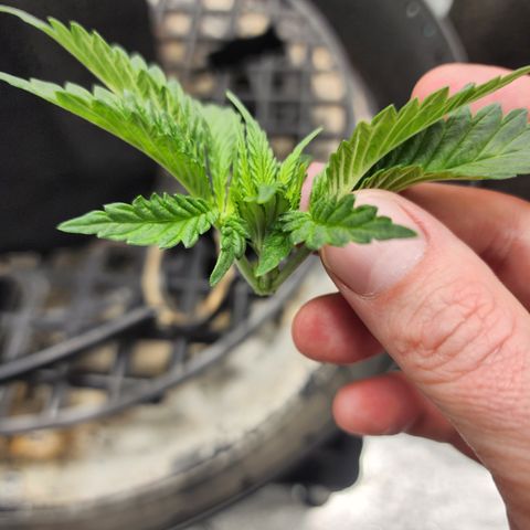 Runtz Muffin #2 growlog photo: Before and after Topping